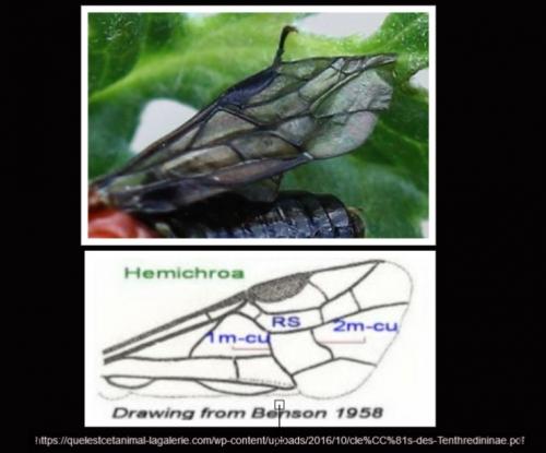 Hemichroa australis